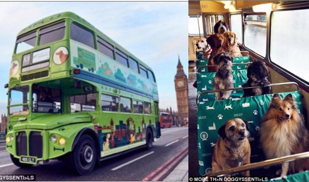 dog-bus-tour